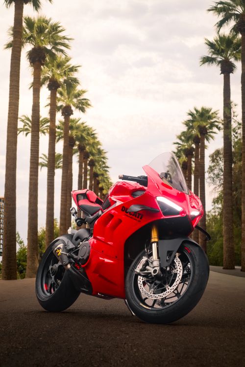Free Striking red motorcycle parked on a road lined with tall palm trees. Stock Photo
