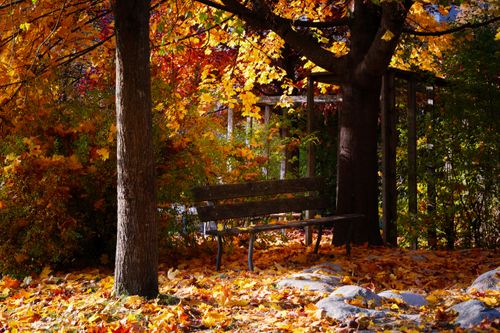 Free A tranquil park bench surrounded by colorful autumn leaves and vibrant foliage. Stock Photo