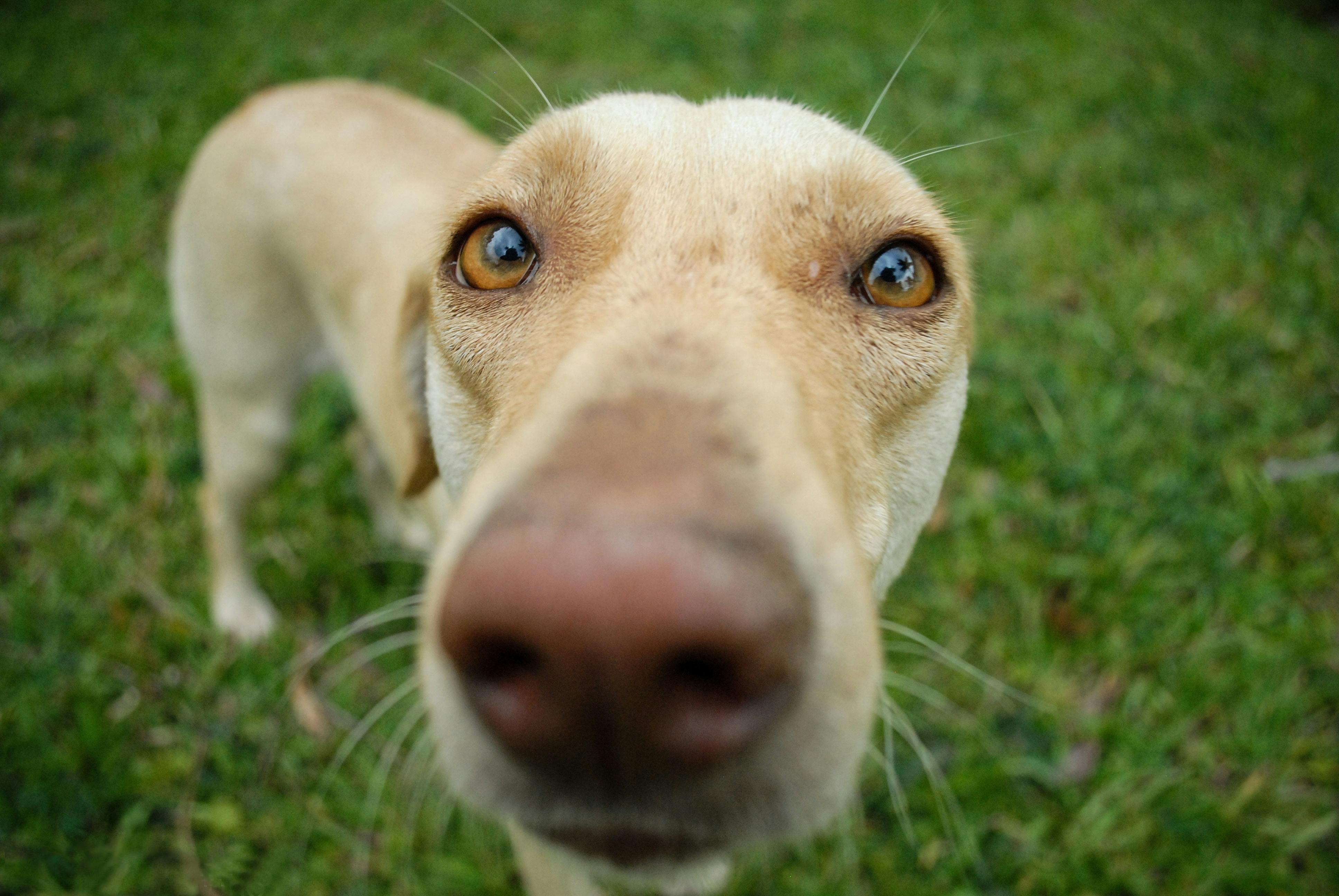 Why Do Dogs Have Wet Noses? Discover The Fascinating Reasons! 10 Curious Canines: The Fascinating Role of a Wet Nose in Dog Behavior and Communication
