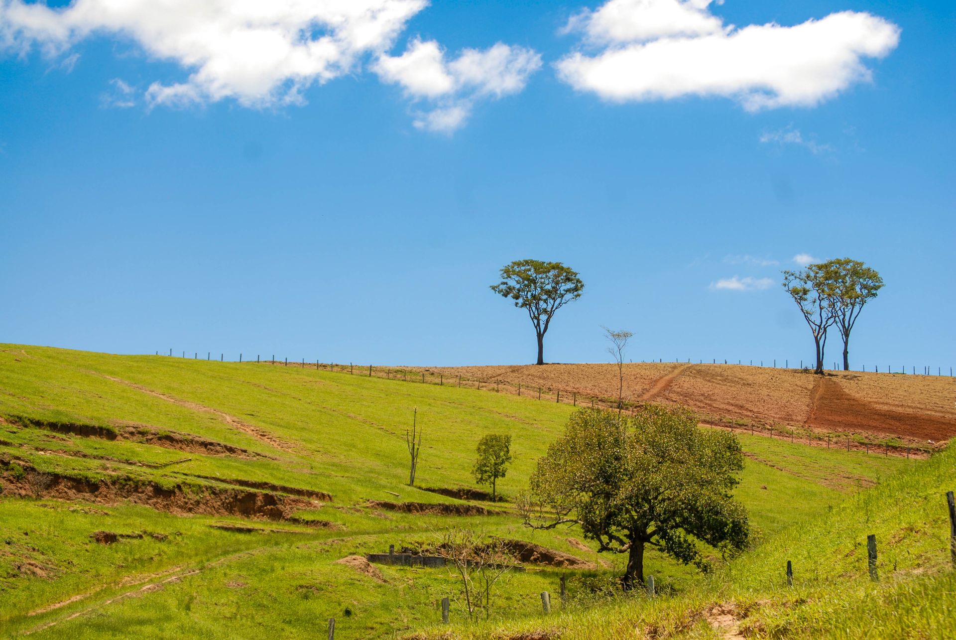Idyllic rural landscape with green fields, isolated trees, and a vibrant blue sky.