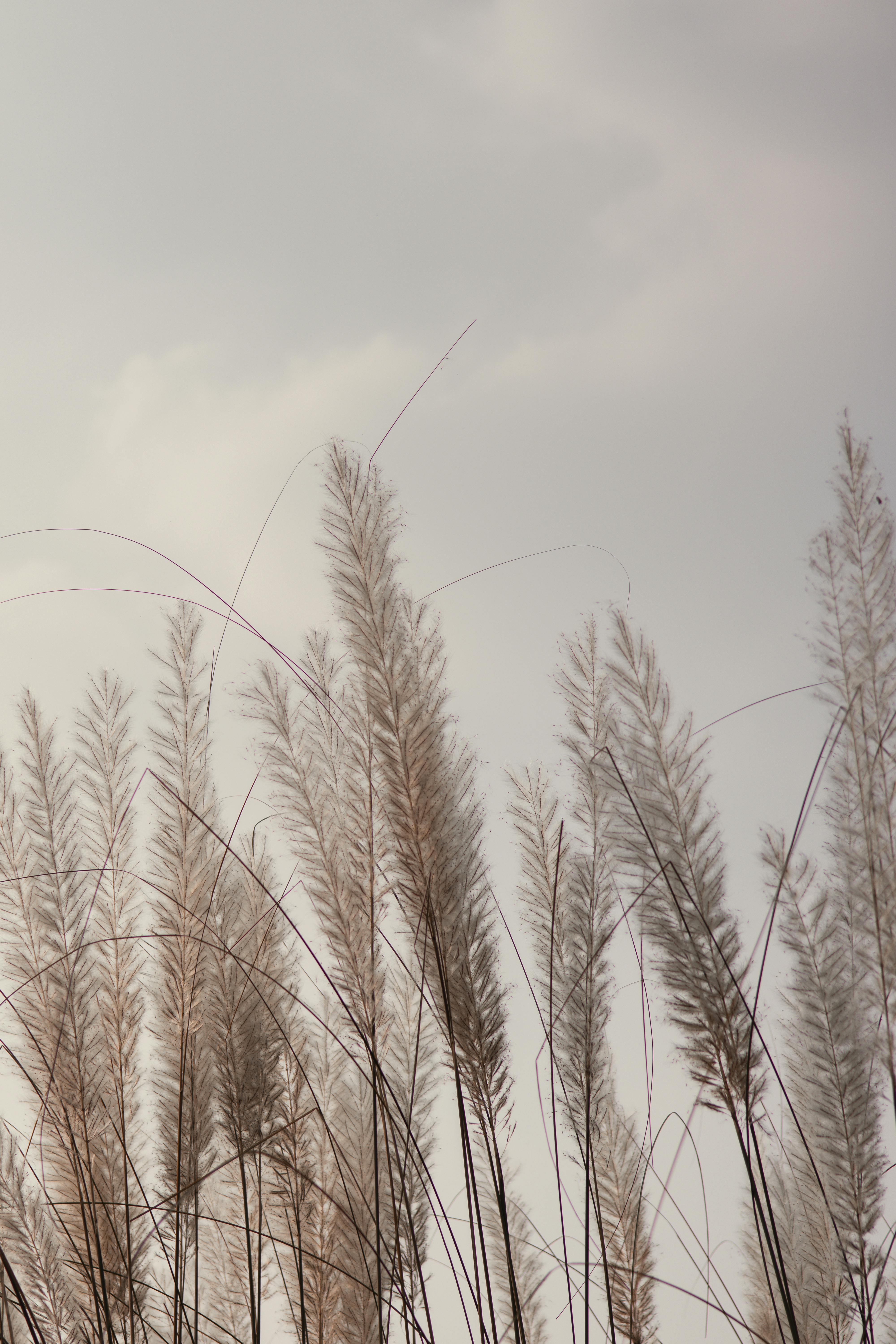 Δωρεάν στοκ φωτογραφιών με cortaderia selloana, pampas γρασίδι, άγριο χόρτο Φωτογραφία από στοκ φωτογραφιών