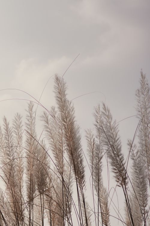 Free Serene view of pampas grass swaying gently under a soft, cloudy sky. Stock Photo