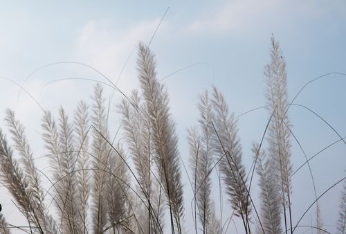 Free Tall feathery reeds sway gently beneath a clear blue sky, showcasing nature's tranquility. Stock Photo