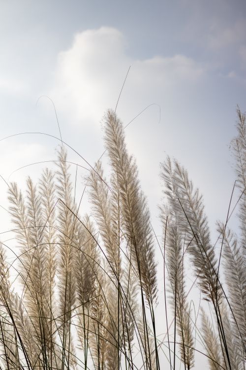 Free Elegant pampas grass swaying gently under a bright sky, perfect for nature-themed projects. Stock Photo