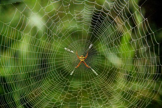 A detailed view of a spider at the center of an intricately woven web set against a natural green background.