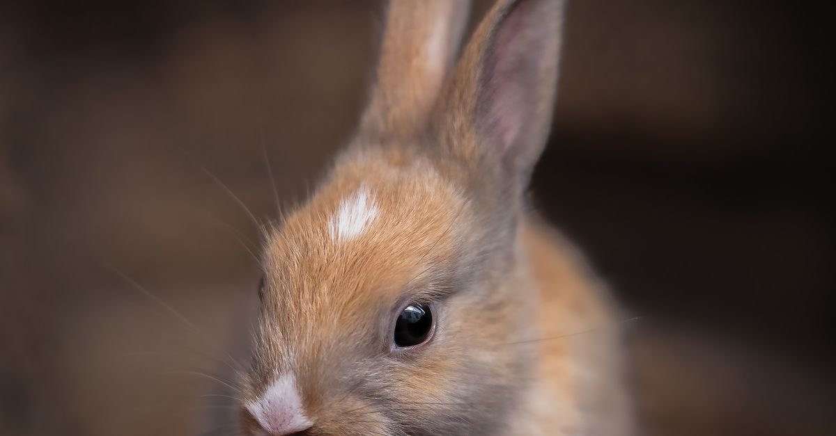 Adorable Baby Rabbit on Soft Brown Background · Free Stock Photo