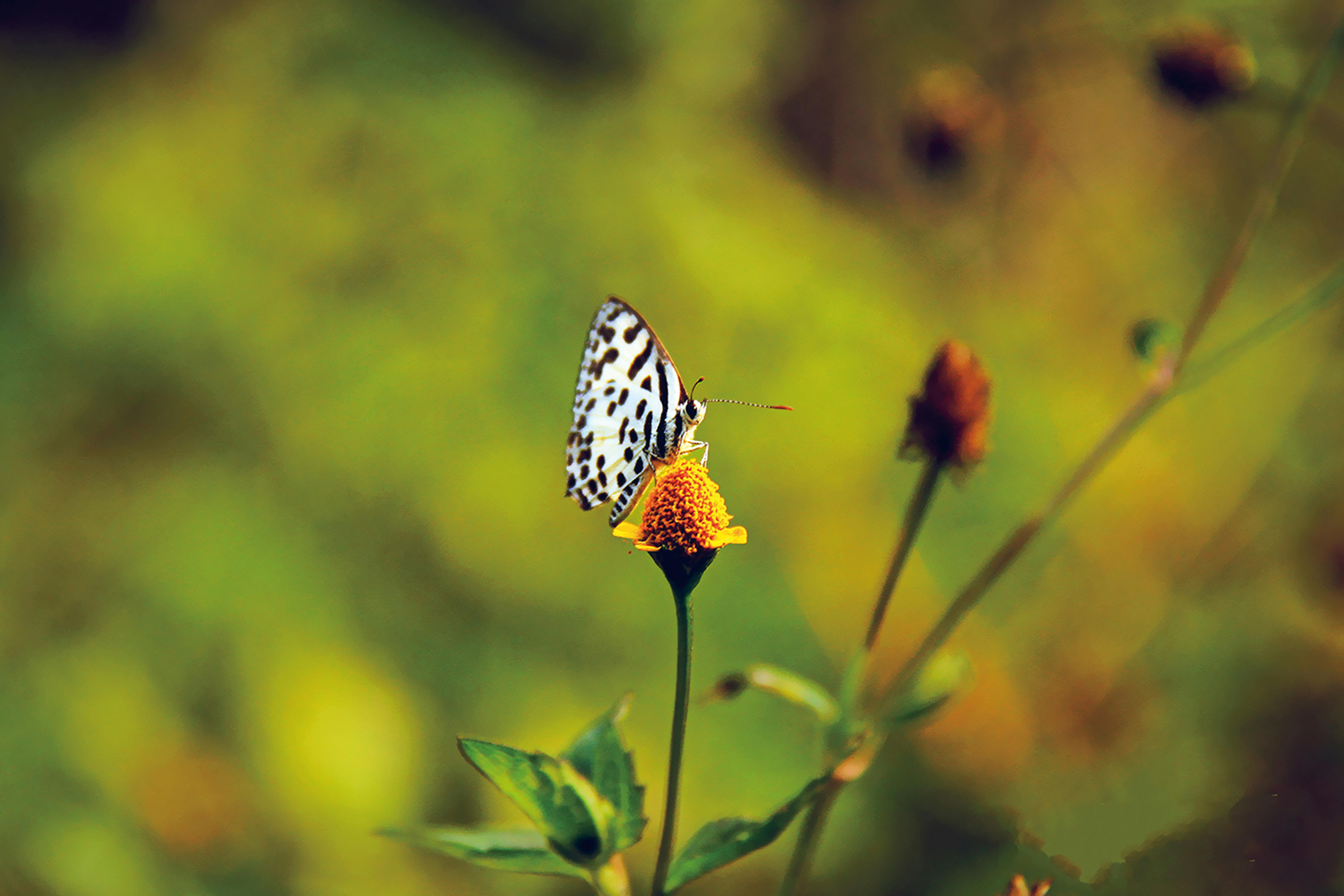 Harnessing Natural Predators and Beneficial Insects for Pest Control