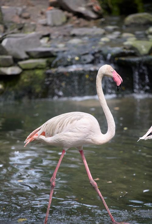 Free Graceful flamingo wading in water at Saigon Zoo, showcasing natural elegance. Stock Photo