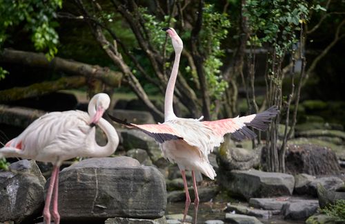 Free Two flamingos standing on rocks in a lush setting, showcasing their vibrant pink feathers. Stock Photo