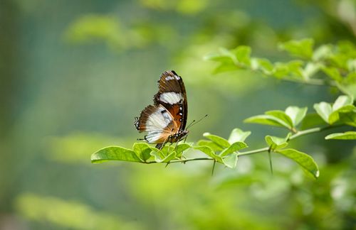 Free Close-up of a butterfly with striking patterns resting on vibrant green leaves, captured outdoors. Stock Photo