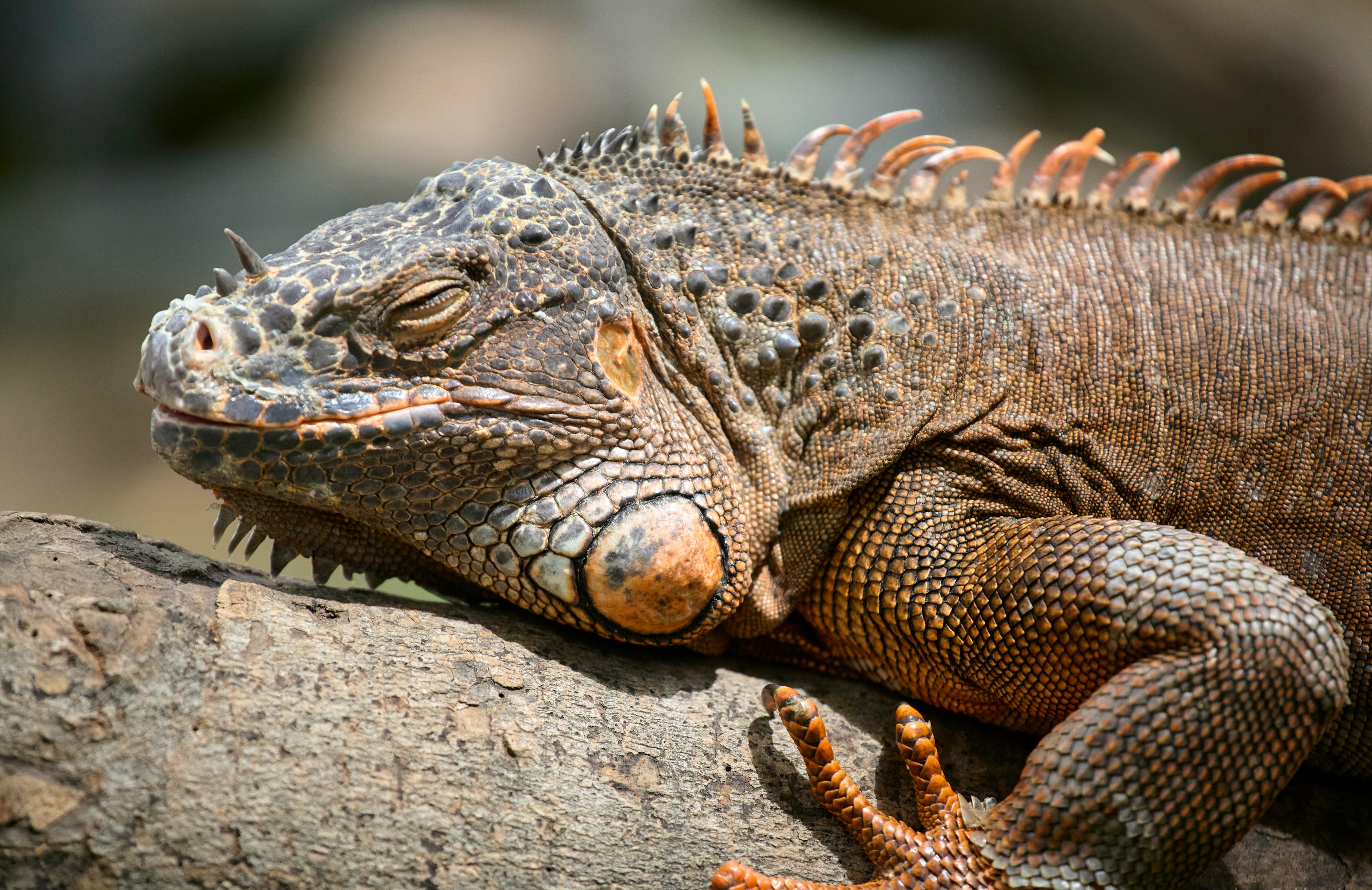 curiosidades sobre repteis