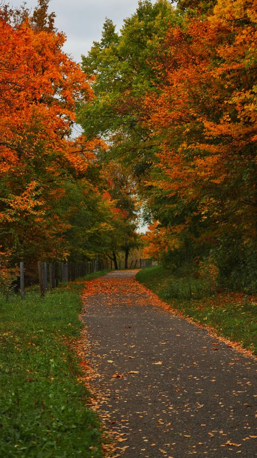 Free Picturesque autumn scene of a path surrounded by vibrant orange and yellow trees. Stock Photo
