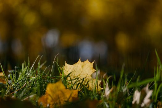 Close-up of a golden leaf on lush green grass with soft bokeh background.