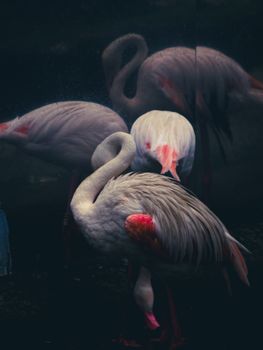 Beautiful flamingos reflecting in water, showcasing vibrant pink feathers in a moody scene.