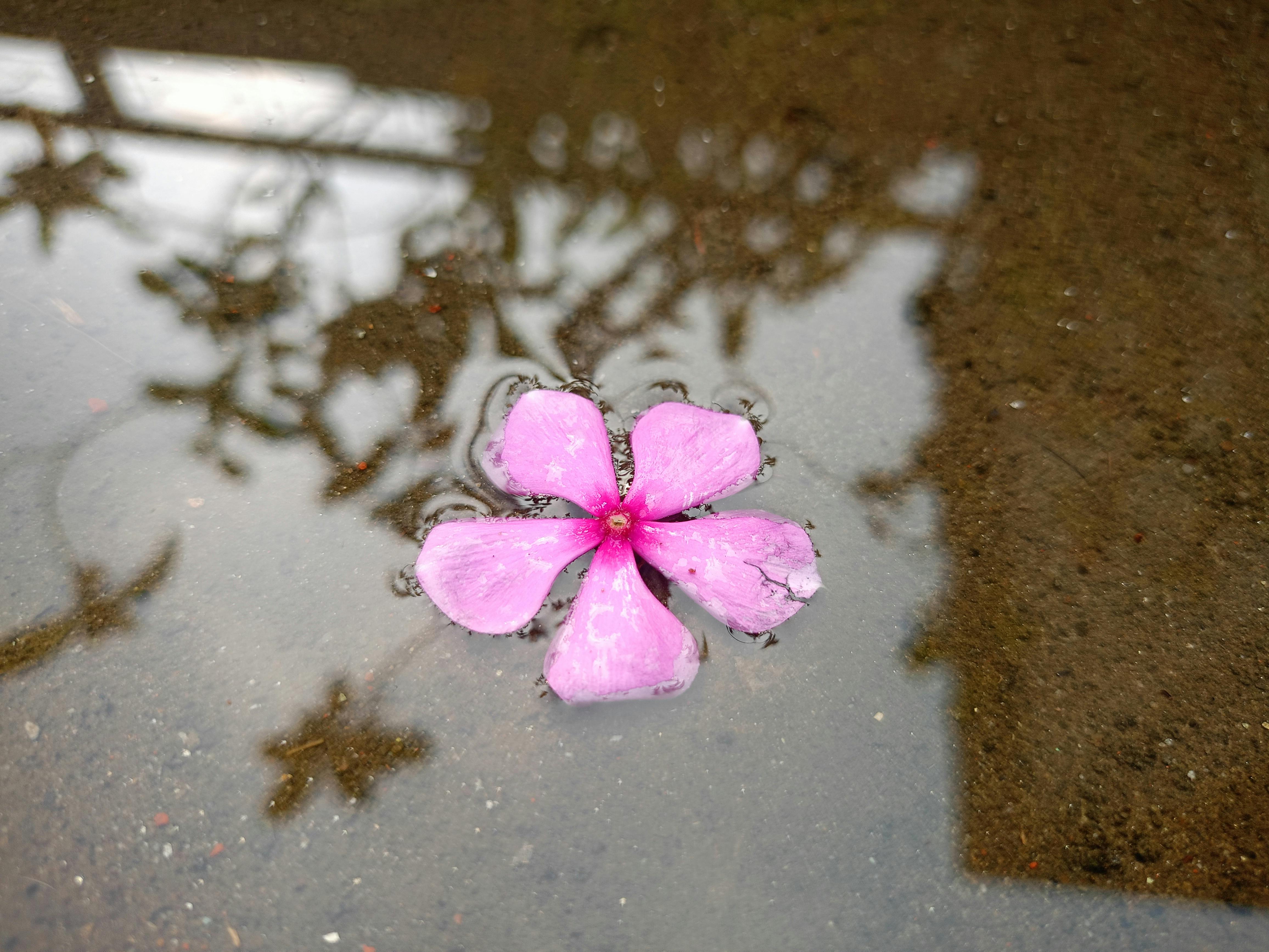 Why Do Dogs Have Wet Noses? Discover The Fascinating Reasons 5 How Do Dogs Use Their Wet Noses to Understand the World Around Them?