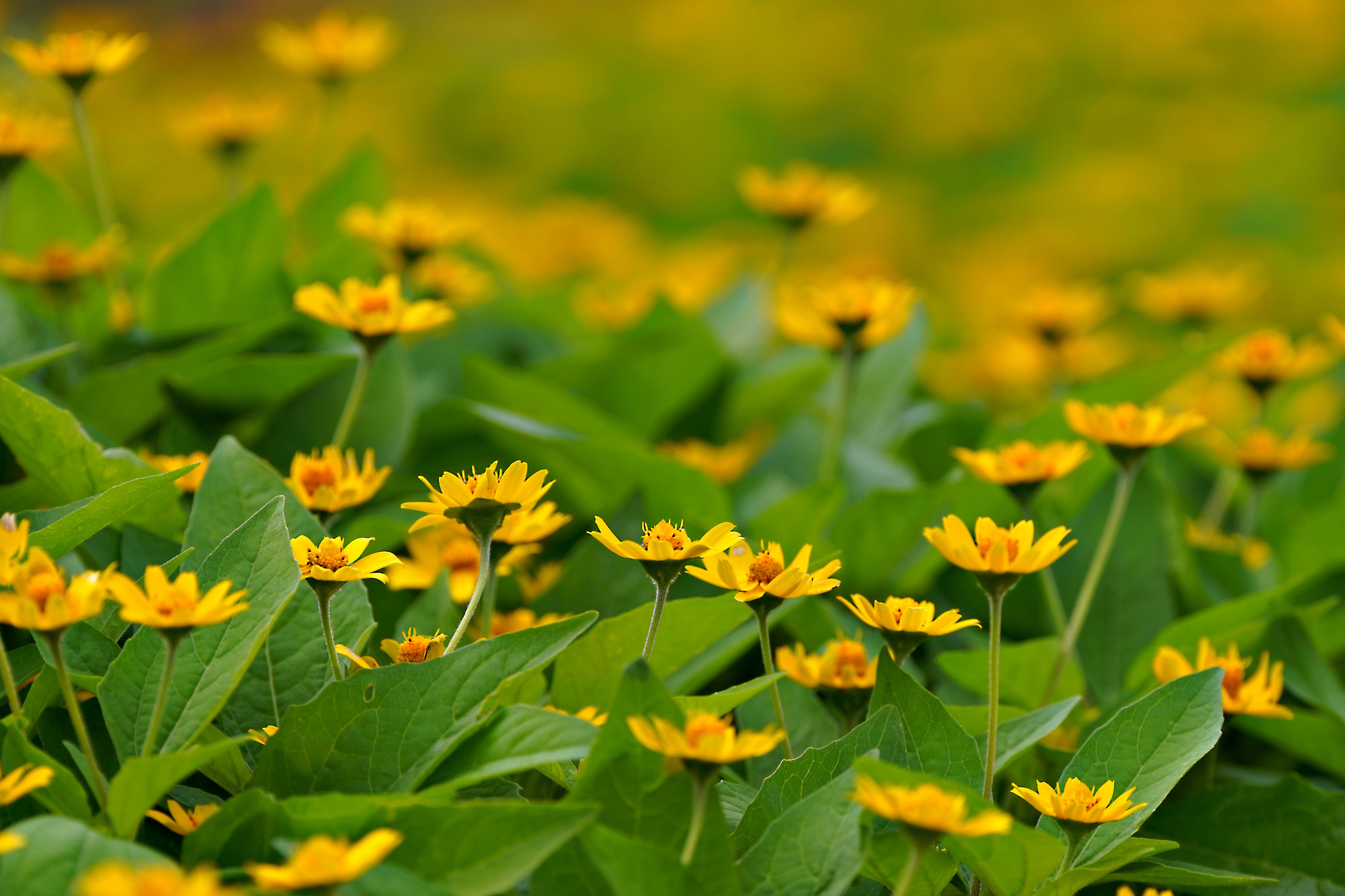 Fleurs topinambours : Conseils jardinage