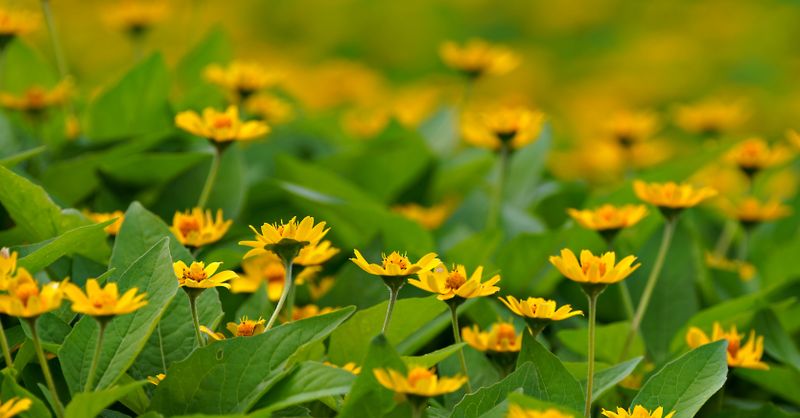 Fleurs topinambours : Conseils jardinage