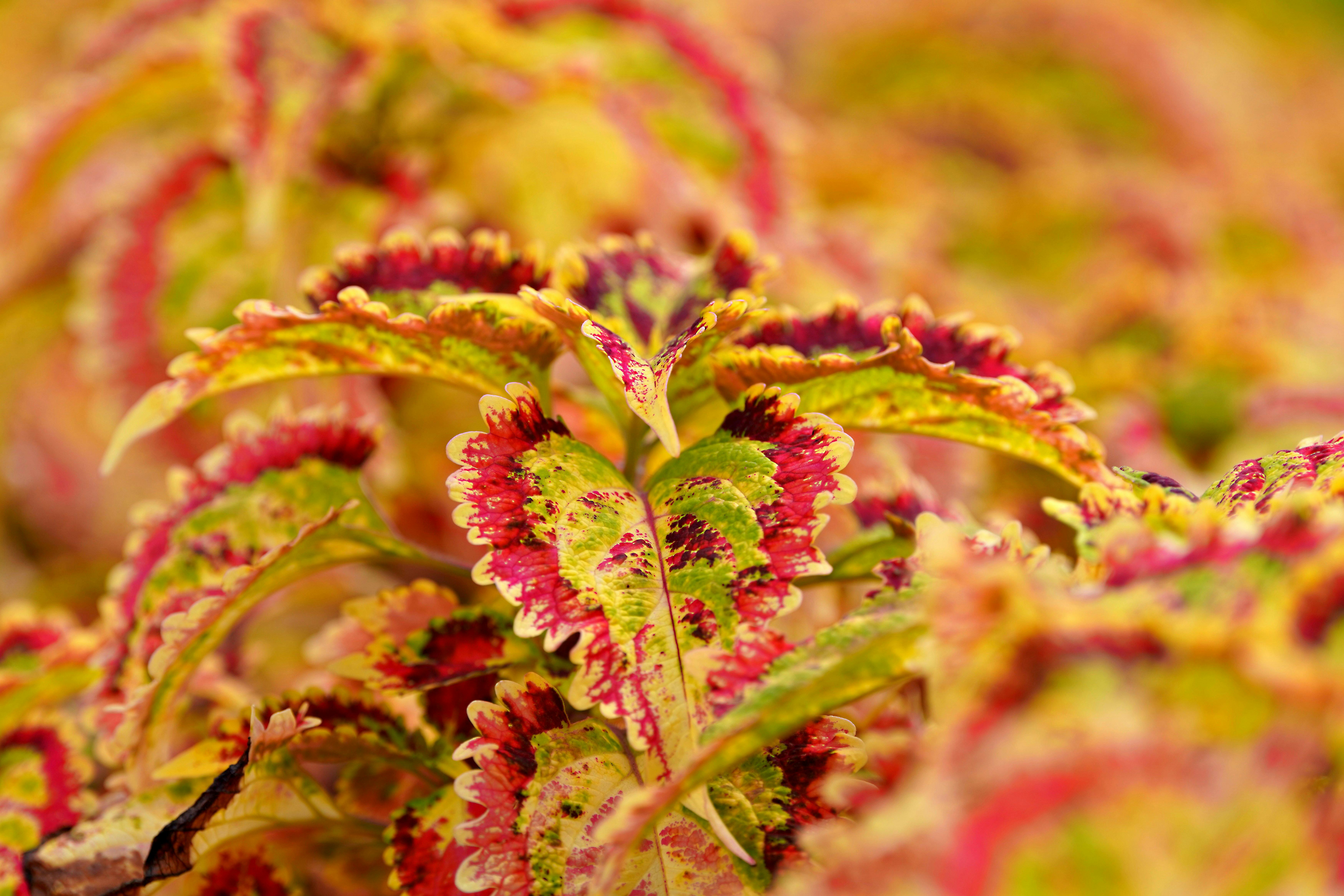 Cultivo Biointensivo: Optimización de Huertas en la Pampa Húmeda