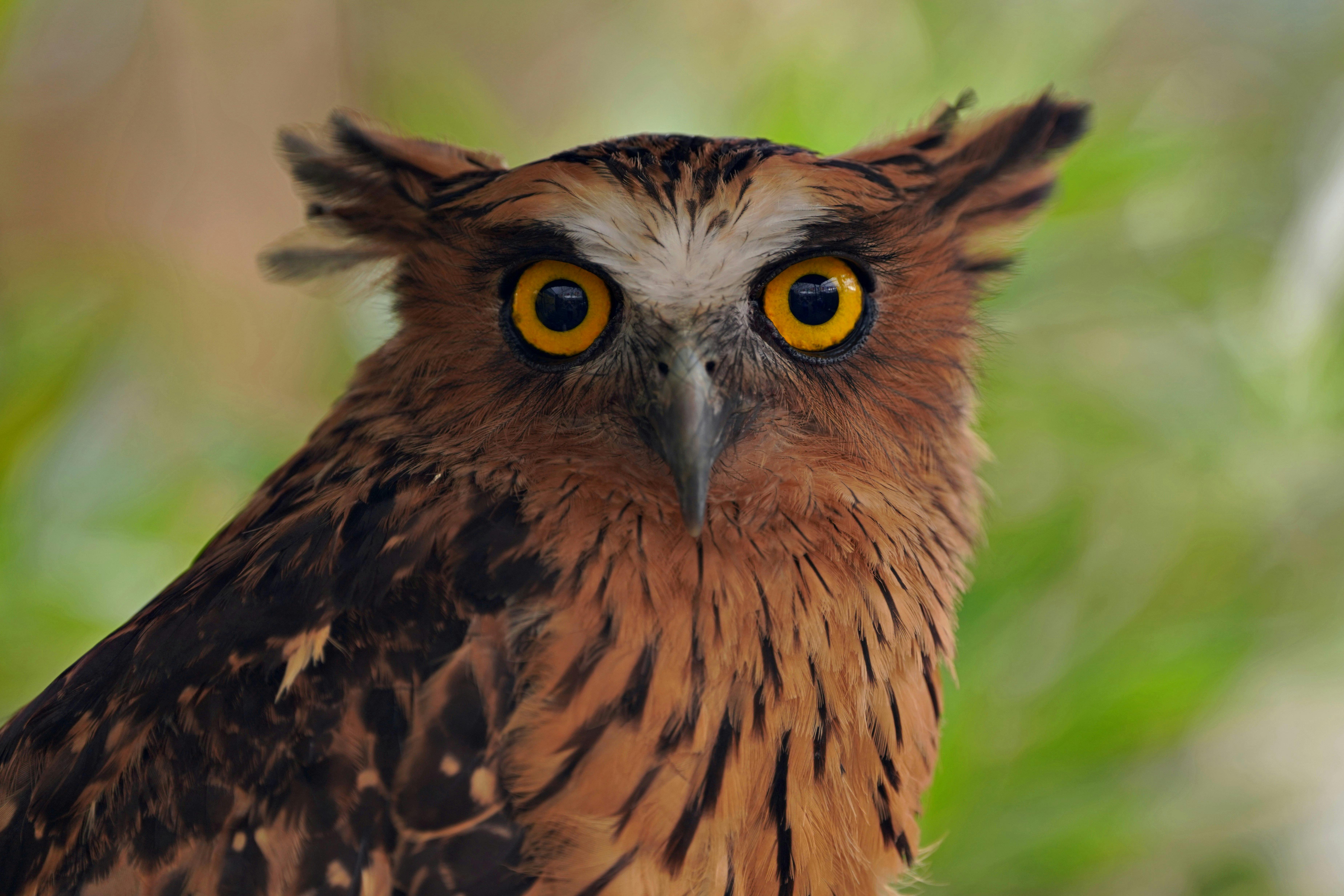 Gratuit Image captivante en gros plan d'une chouette brune présentant des yeux vibrants et des plumes à motifs. Photos