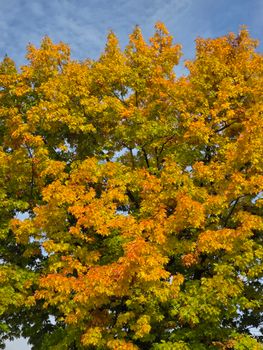 Bright autumn leaves on a maple tree with a clear blue sky.