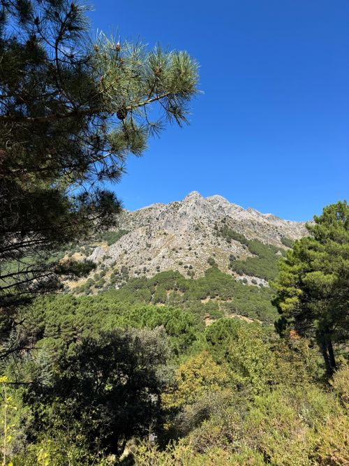 Free Stunning mountain landscape with lush green forest under a clear blue sky. Perfect for nature lovers. Stock Photo