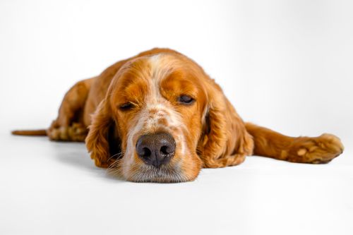 Free A brown cocker spaniel peacefully resting indoors on a white background. Stock Photo