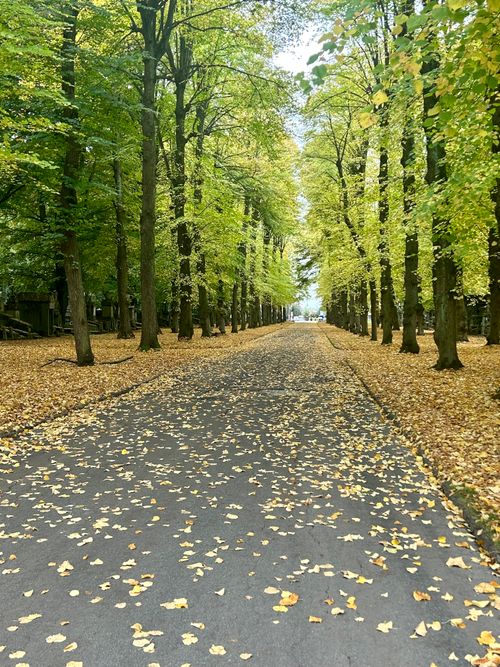 Free Idyllic autumn scene with fallen leaves covering a tree-lined pathway. Stock Photo