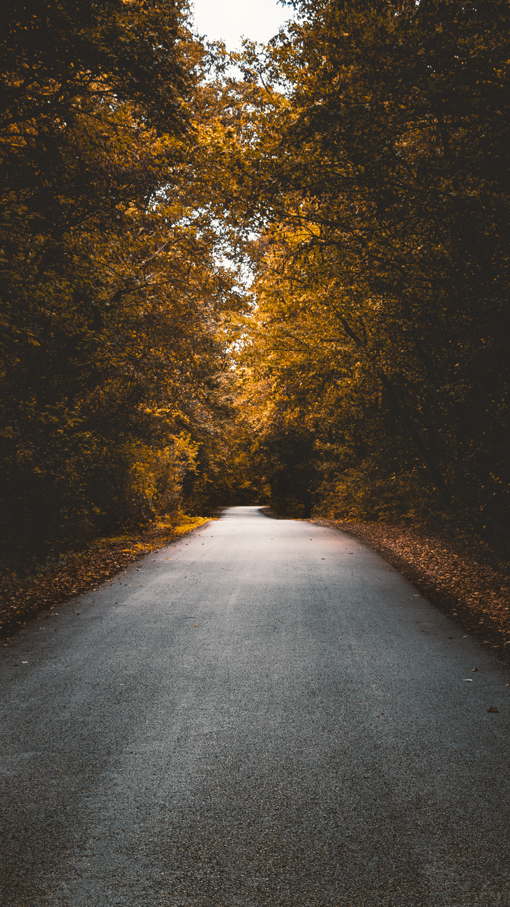 Scenic autumn road lined with golden trees, capturing the serene beauty of Hungary in fall.