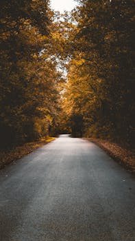 Scenic autumn road lined with golden trees, capturing the serene beauty of Hungary in fall.