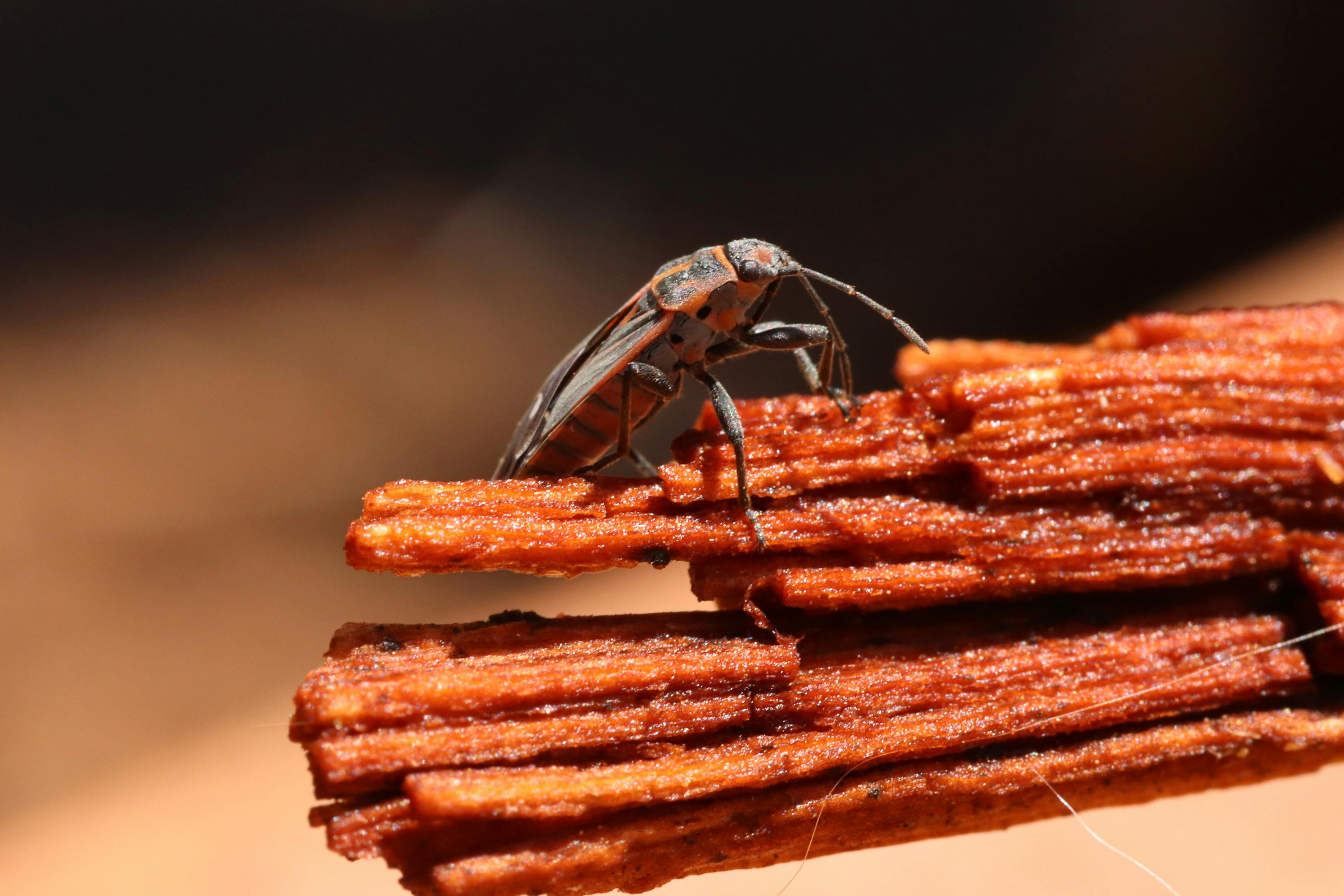 Free Close-up macro photo of a bug perched on a piece of wood, showcasing nature's intricate details. Stock Photo