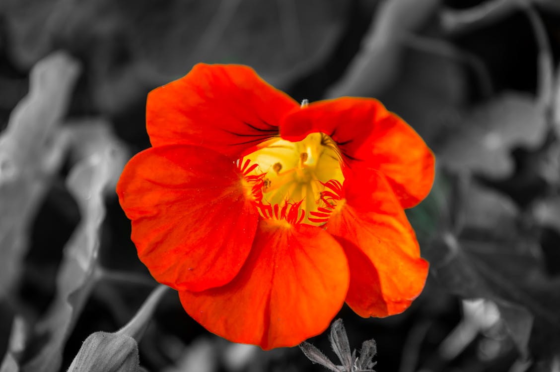 Photo Couleur Sélective De Fleur De Pavot Orange
