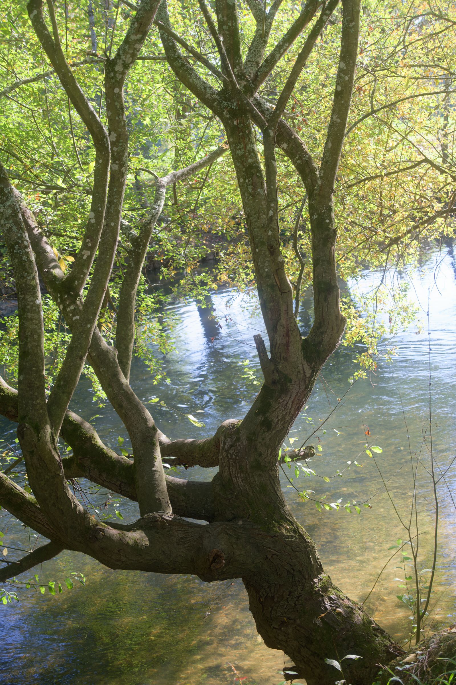 Arbre féérique