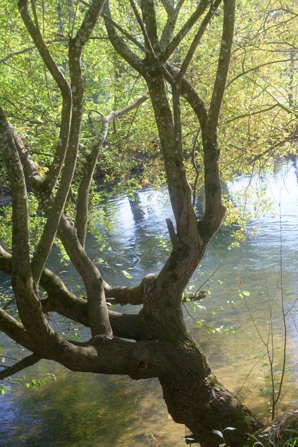Arbre féérique