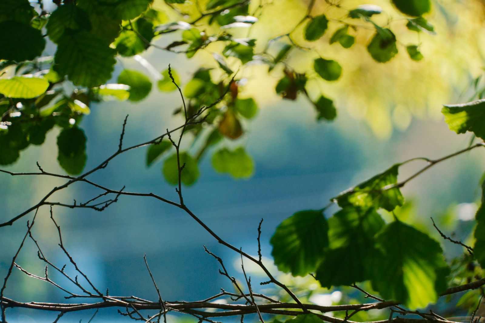 Nature nature