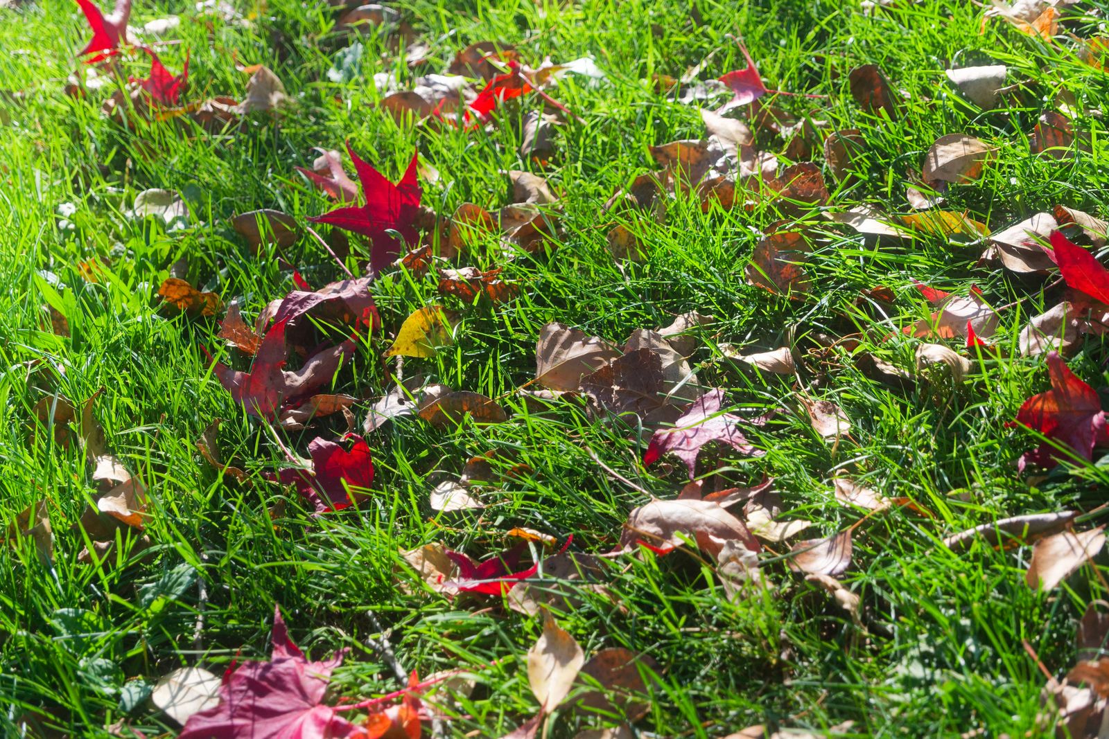 Nature et cycle