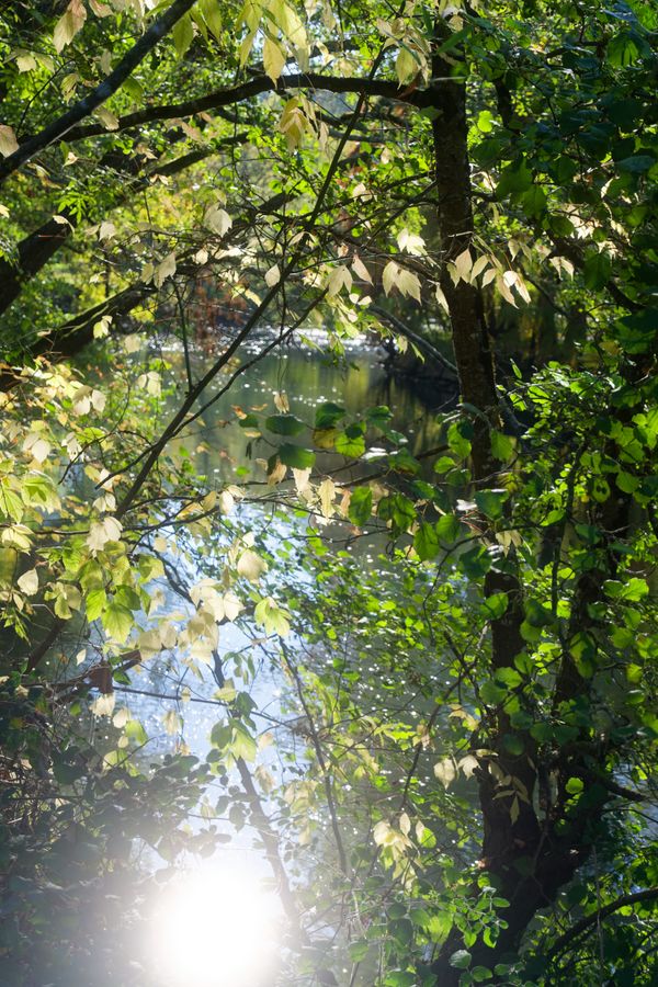Entre les branches