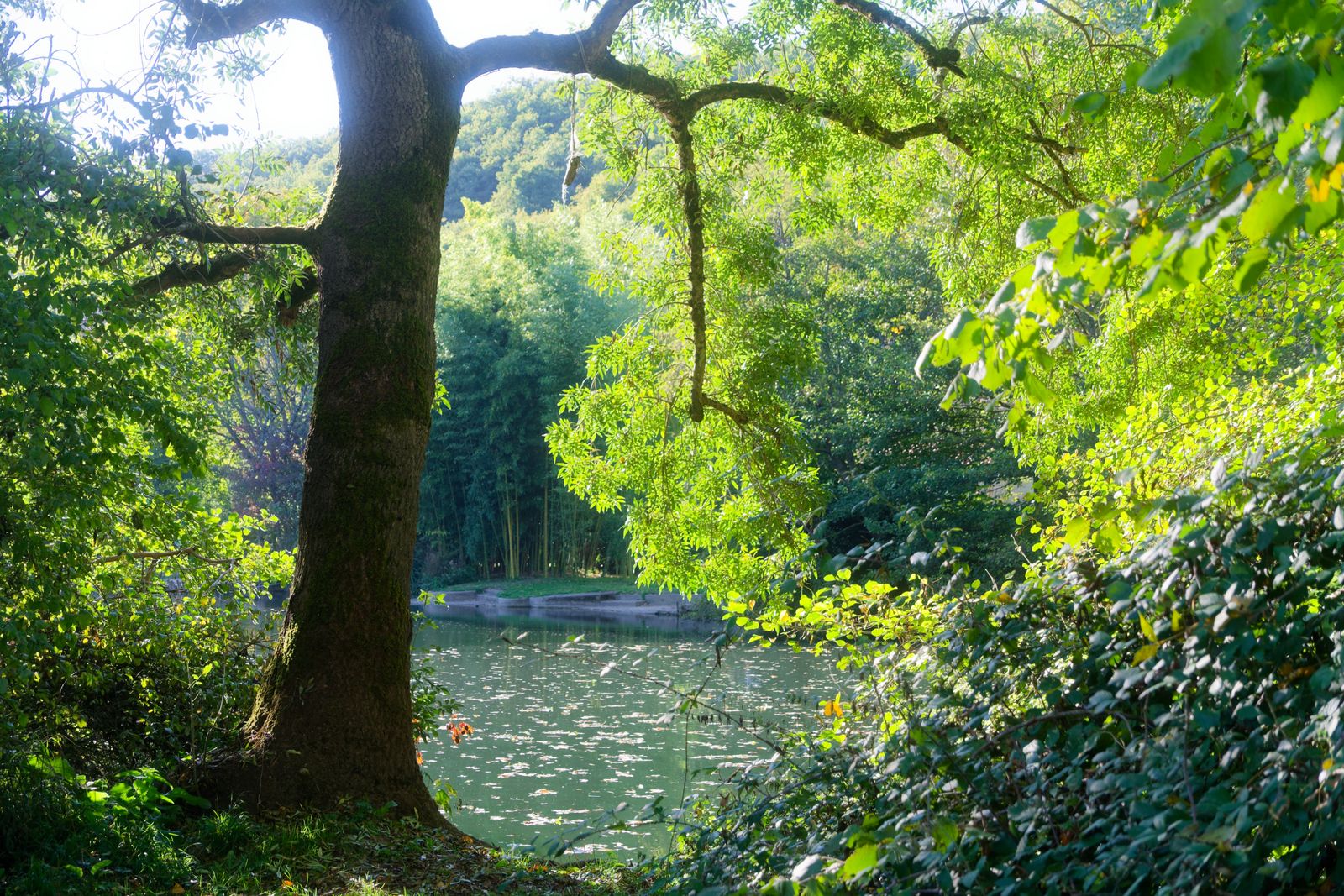 Rayon de nature