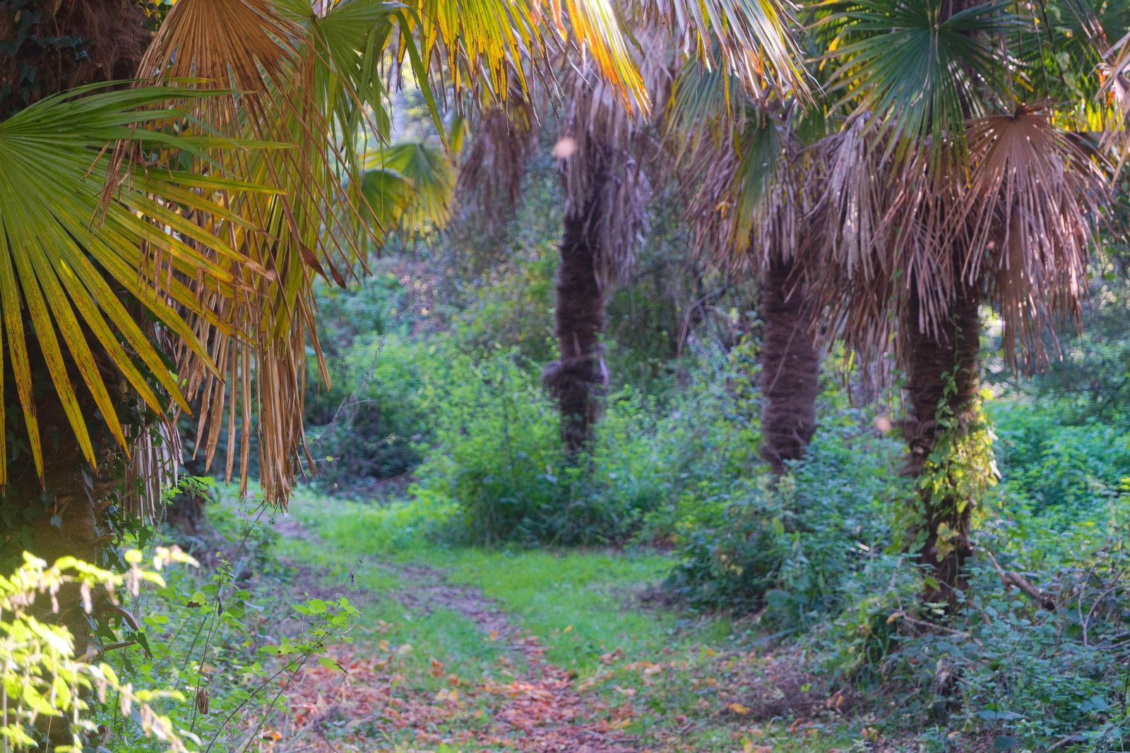 Jardin tropical
