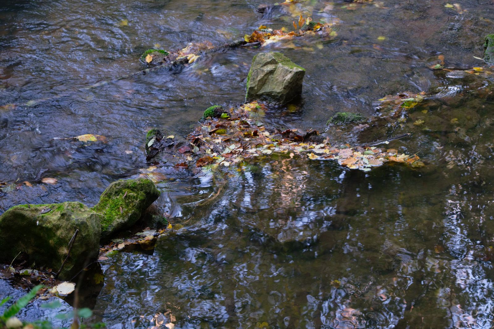 Mousse et vague