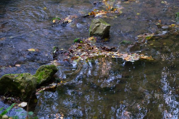 Mousse et vague