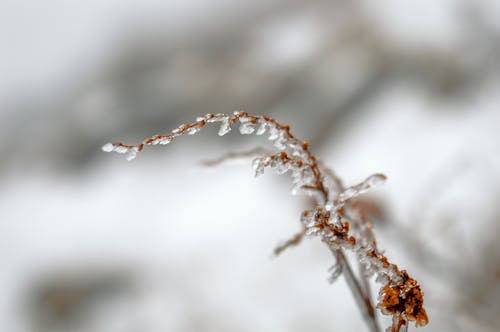 Free Close Up Photo of Frozen Plant Stock Photo