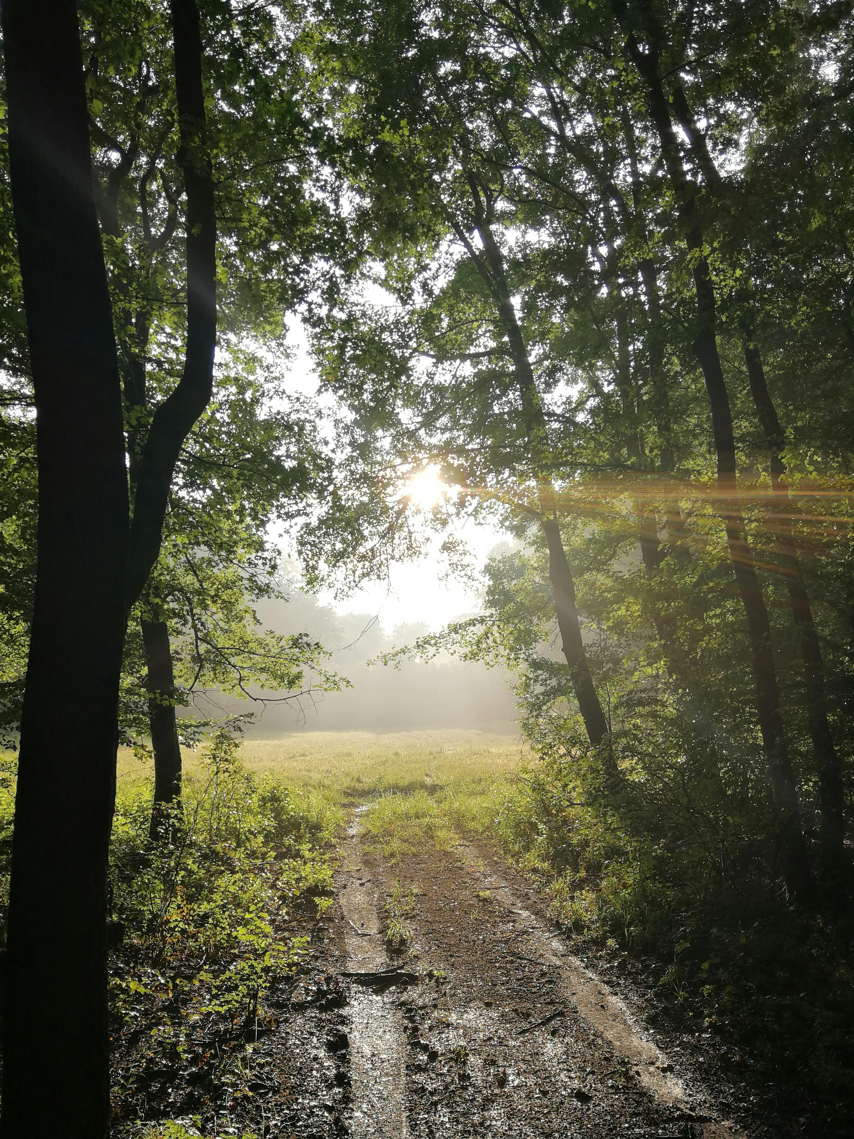 The Silver Bloom: Embracing Your Spiritual Awakening After 50