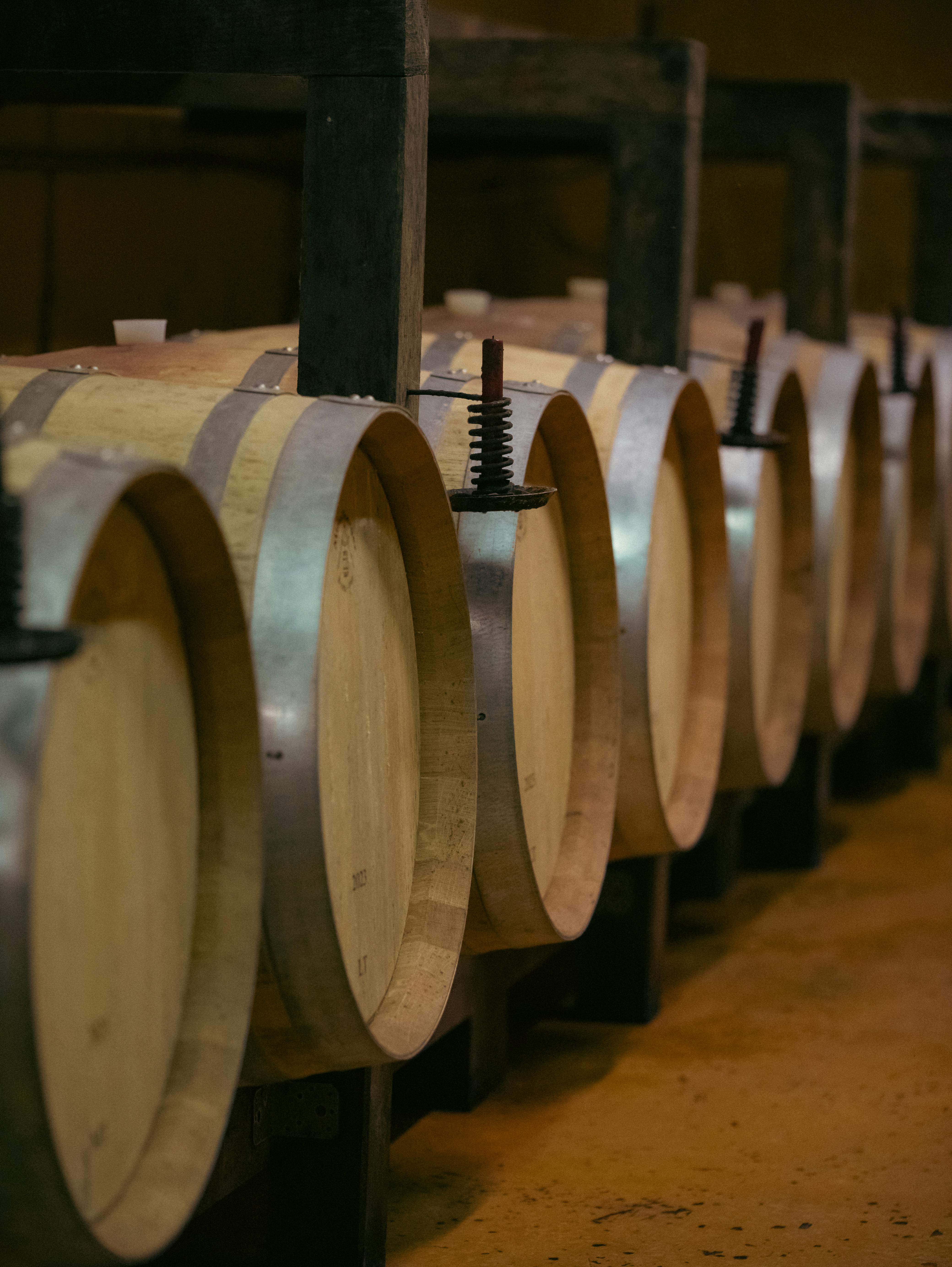 Wooden wine barrels in a cozy Trentino-South Tyrol cellar, Italy.