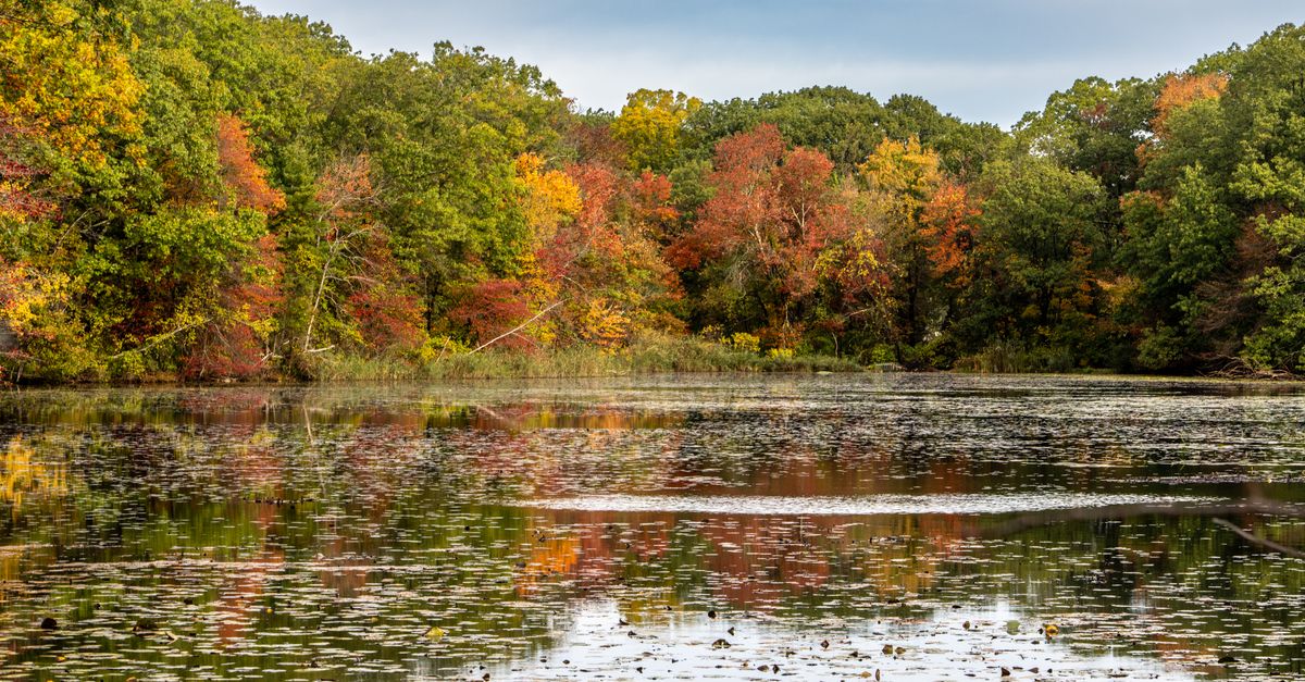 Beautiful autumn colors reflect in a pond in Quincy, Massachusetts, showcasing vibrant fall foliage.