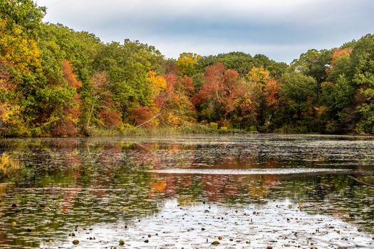 Beautiful autumn colors reflect in a pond in Quincy, Massachusetts, showcasing vibrant fall foliage.