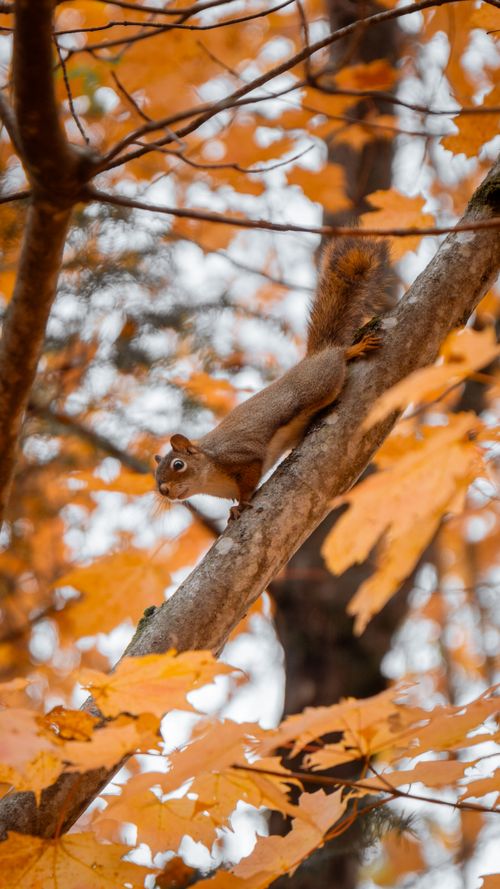 Free Red squirrel perched on a maple tree branch amidst vibrant orange autumn leaves in Ontario, Canada. Stock Photo