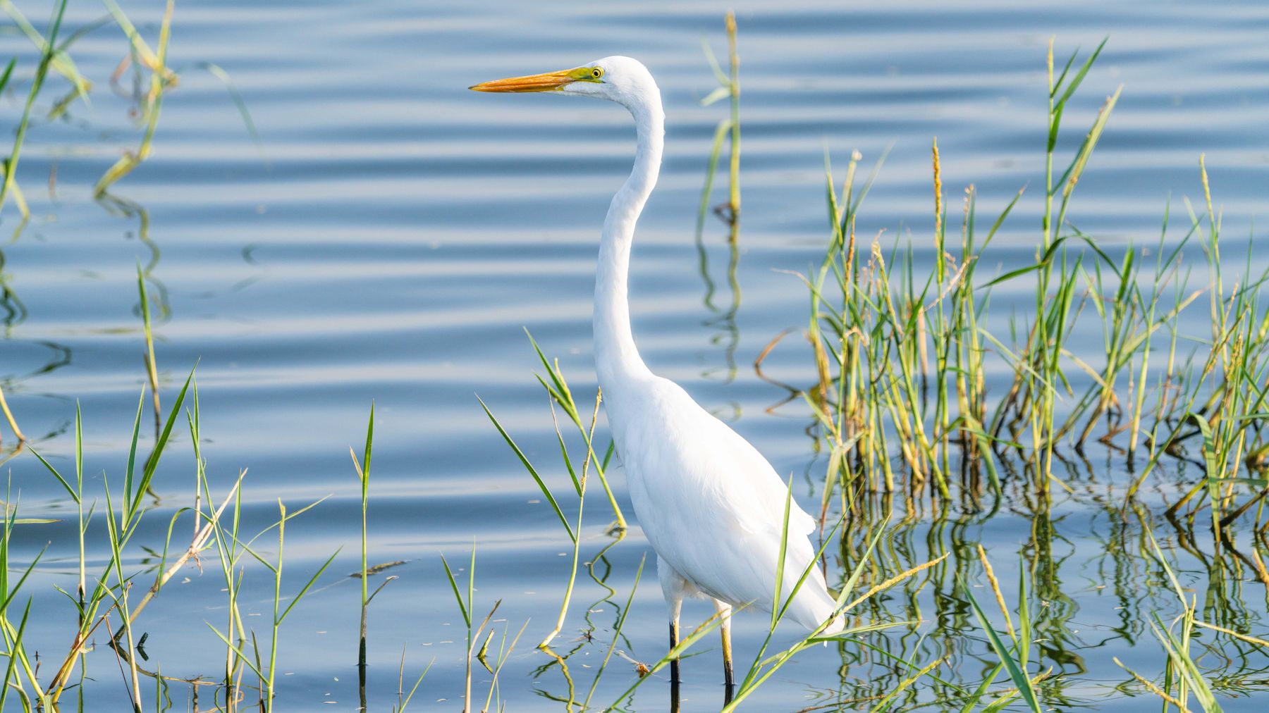 A majestic Great Egret stands gracefully in the wetlands of Jamnagar, Gujarat, India.