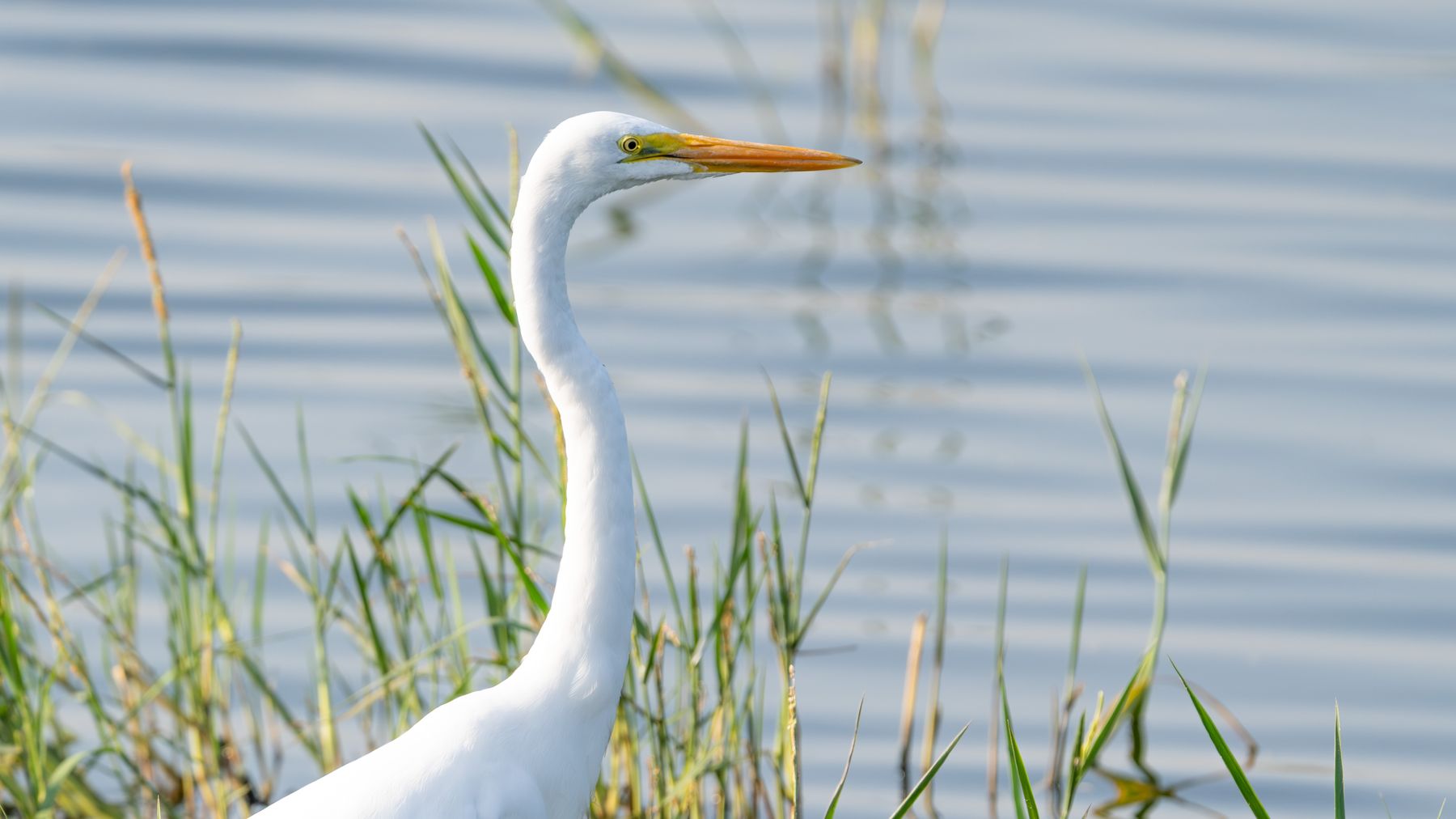 A majestic great egret stands gracefully in coastal wetlands, showcasing nature's beauty.