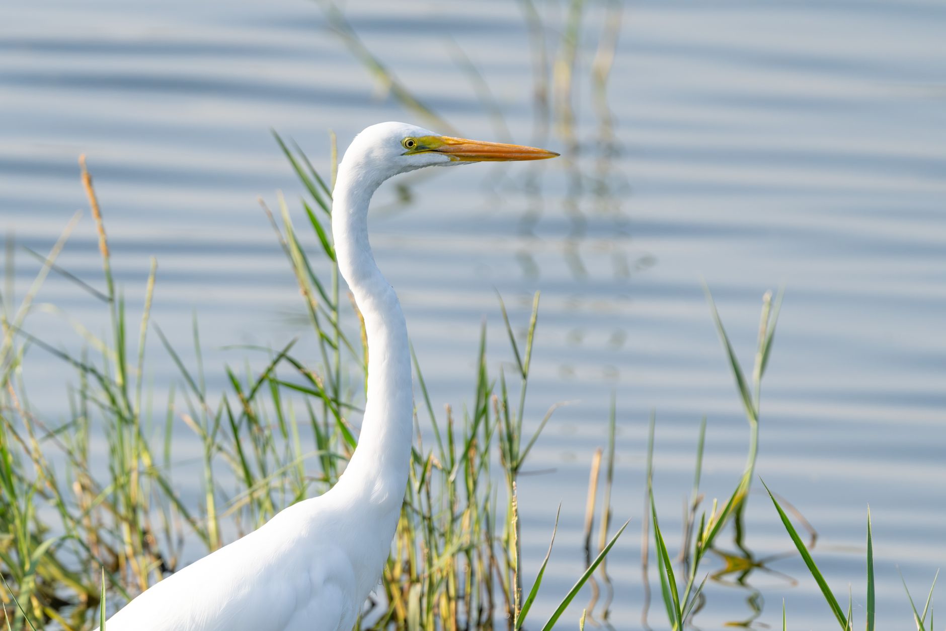 A majestic great egret stands gracefully in coastal wetlands, showcasing nature's beauty.
