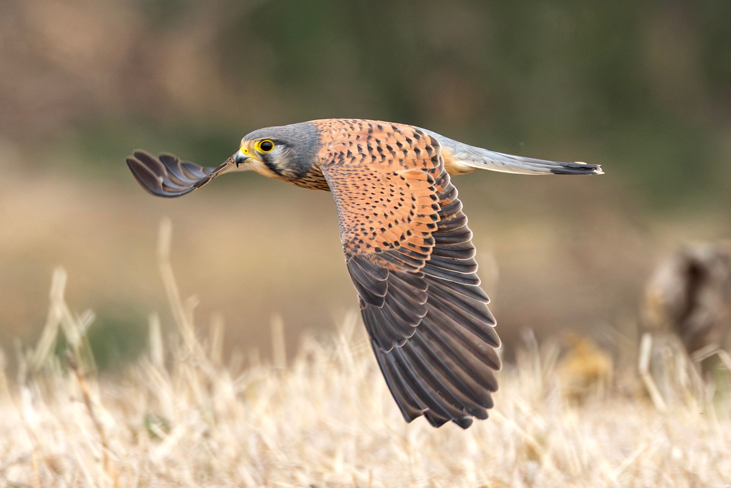 Falcon Feathers Photos, Download The BEST Free Falcon Feathers Stock ...